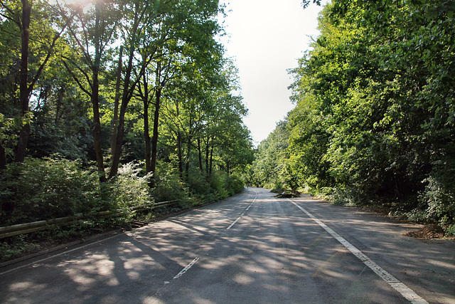 Verwilderter Abschnitt der Universitätsstraße (Dortmund-Barop) / 20.08.2021