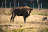 Der Wisent im Białowieża-Urwald