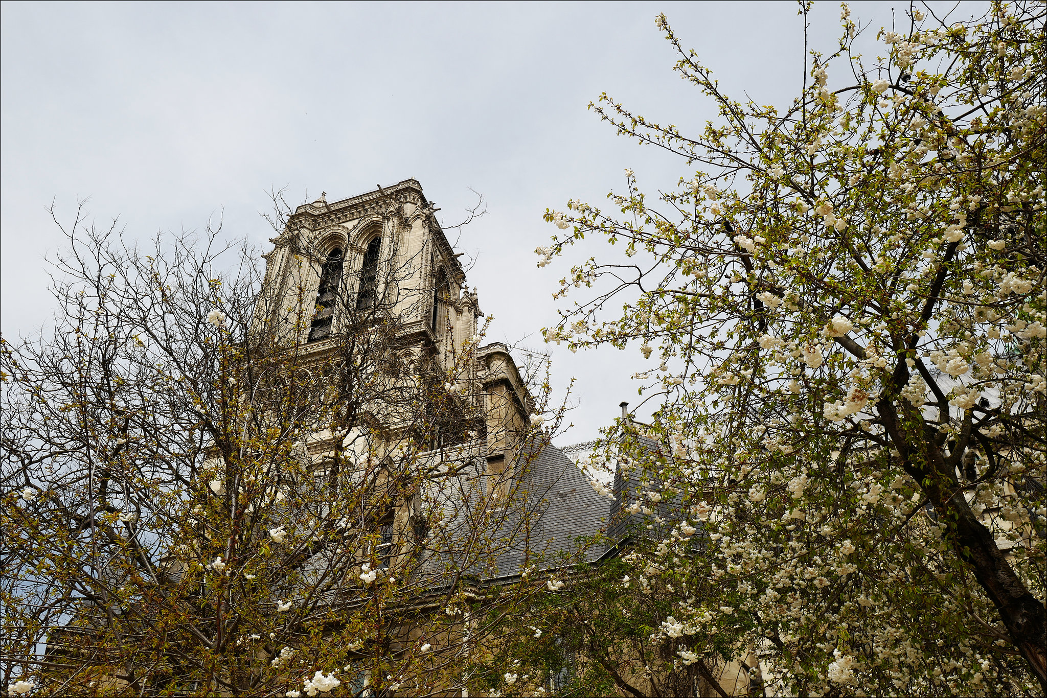 Paris, Notre Dame en blanc