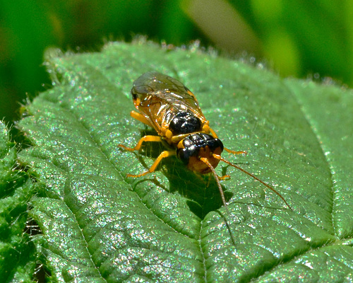 Sawfly