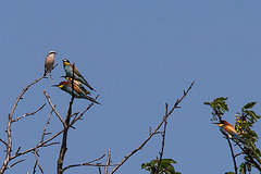 20170516 2981VRTw [A] Neuntöter (Lanius collurio), Bienenfresser (Merops apiaster), Neusiedler See, [Oslib-Rust]