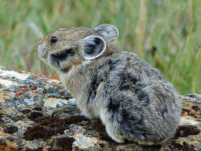 Pika, on a windy day