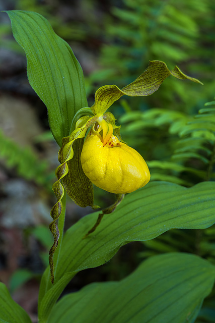 Cypripedium parviflorum variety pubescens (Large Yellow Lady'-slipper orchid)