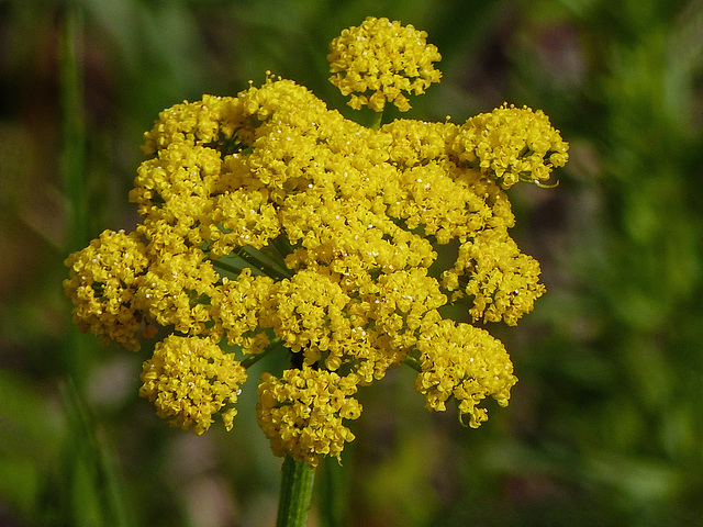 Nine-leaved Desert Parsley / Lomatium triternatum?