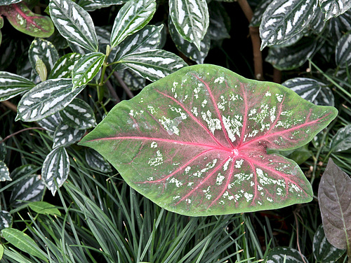 Pflanzen im 'Botanischen Garten'