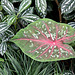 Pflanzen im 'Botanischen Garten'