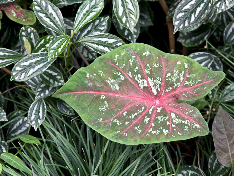 Pflanzen im 'Botanischen Garten'