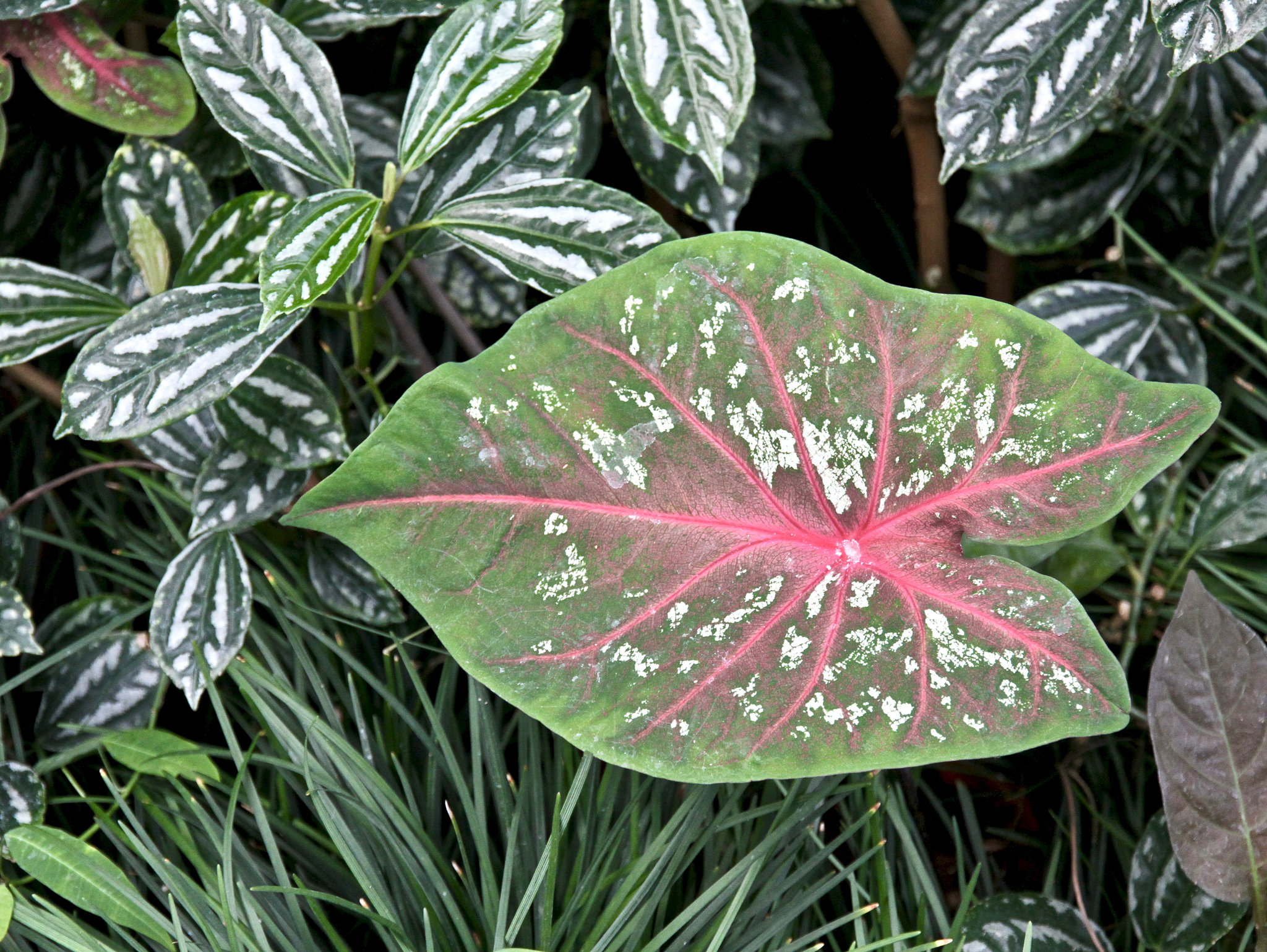 Pflanzen im 'Botanischen Garten'