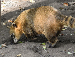 20181021 4299CPw [D~HF] Nasenbär, Tierpark Herford