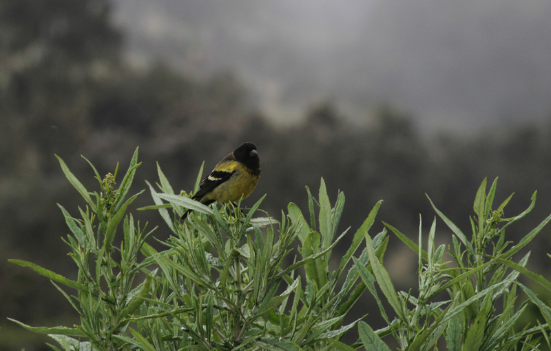 Ethiopian Siskin - Chenek Camp
