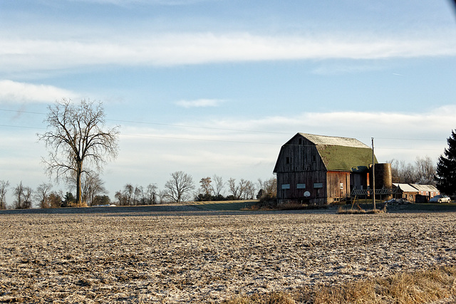 Tree and Barn