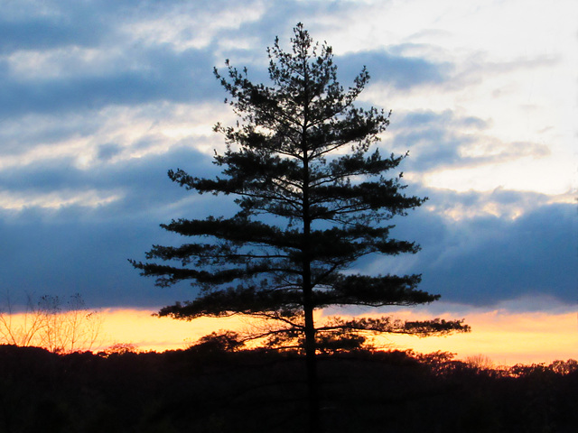 Sunset Silhouette