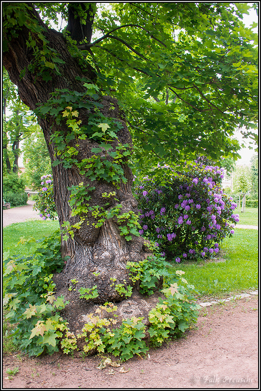 Alter Baum im Zschopauer Stadtpark