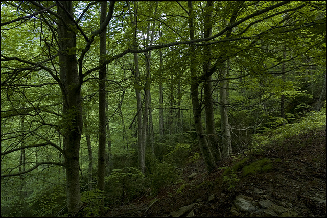 Al mig del bosc