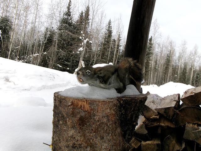 Guard squrrel