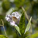 Wunderschöne Blüte