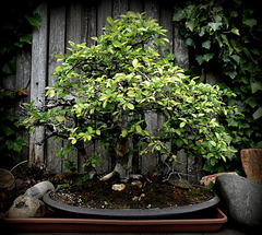Orme de Chine (Ulmus parvifolia)