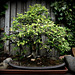 Orme de Chine (Ulmus parvifolia)
