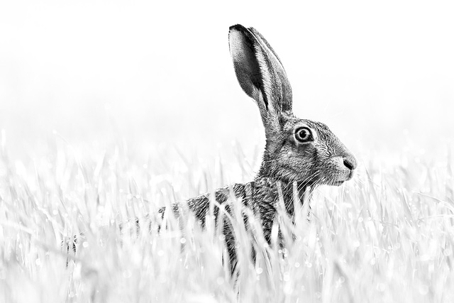 Hare