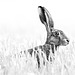 Hare Hare