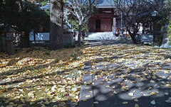 Fallen ginkgo leaves