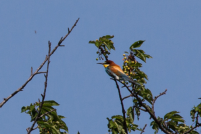 20170516 2982VRTw [A] Bienenfresser (Merops apiaster), Neusiedler See, [Oslib-Rust]