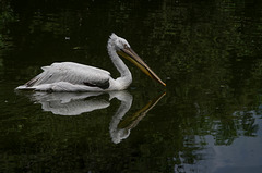 parc aux oiseaux Villars les Dombes