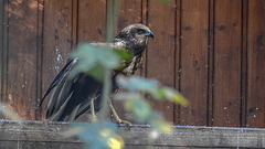 20181021 4301CPw [D~HF] Rohrweihe (Circus aerugiinosus), Tierpark Herford