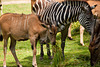 Zebra & Co.