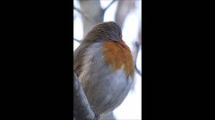 Singing for his lunch
