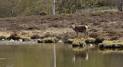 Deer and fence at the pond.