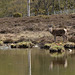 Deer and fence at the pond.