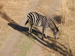 zebra on the road