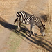zebra on the road