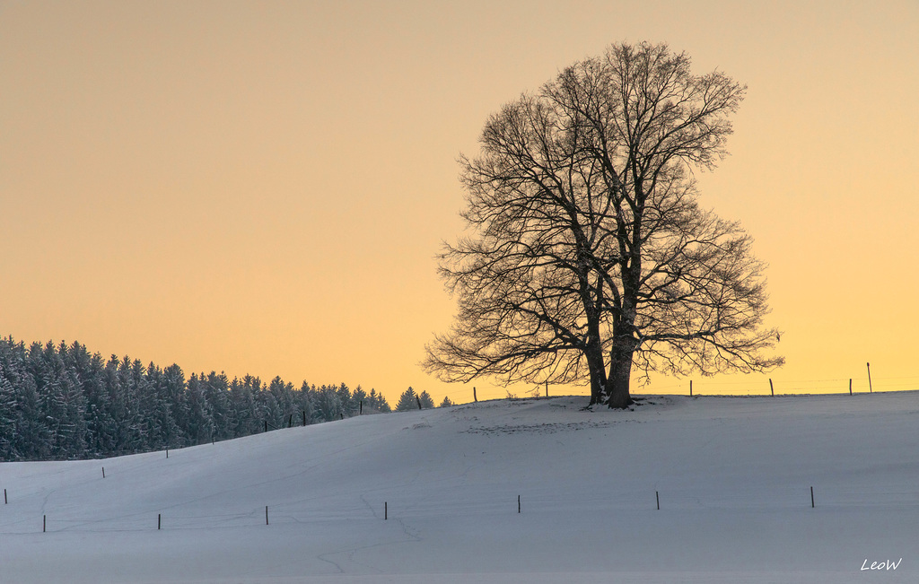 Frosty stand alone