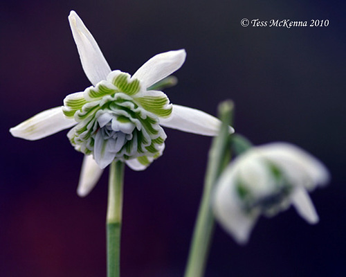 snowdrop Variety description Below   270 copy