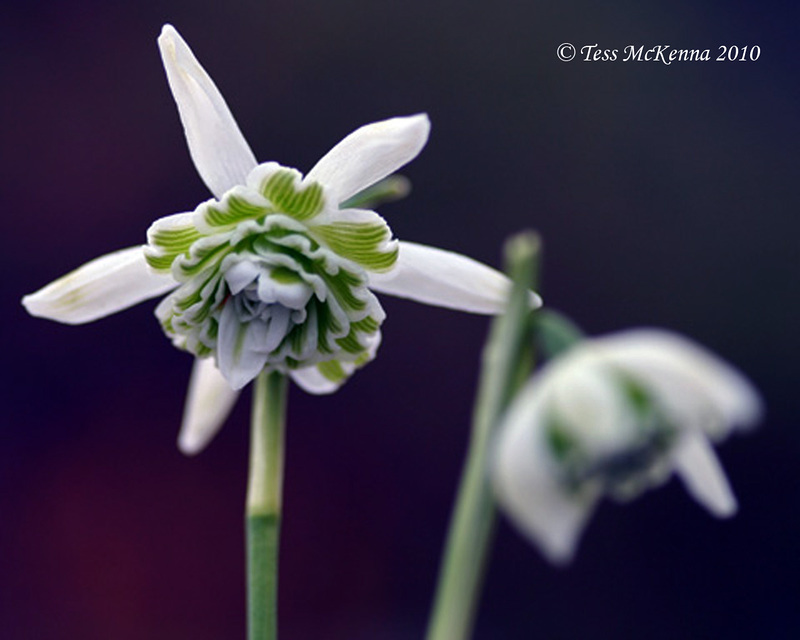 snowdrop Variety description Below   270 copy