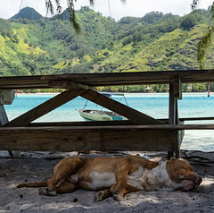 Dog sleeping