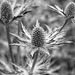 Sea Holly (Eryngium planum)