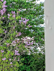 Lilac In Bloom. Lilac In Bloom.