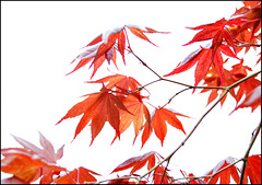 High Key Red Maple