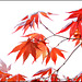 High Key Red Maple