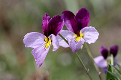 Sagebrush Violet