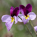 Sagebrush Violet