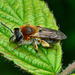 Bee. Andrena Haemorrhoa