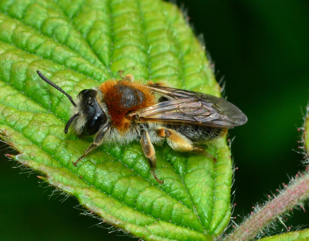 Bee. Andrena Haemorrhoa