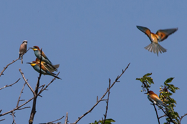 20170516 2983VRTw [A] Neuntöter (Lanius collurio), Bienenfresser (Merops apiaster), Neusiedler See, [Oslib-Rust]