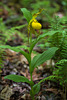 Cypripedium parviflorum variety pubescens (Large Yellow Lady'-slipper orchid)