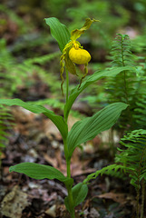 Cypripedium parviflorum variety pubescens (Large Yellow Lady'-slipper orchid)