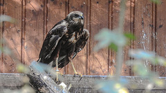 20181021 4303CPw [D~HF] Rohrweihe (Circus aerugiinosus), Tierpark Herford